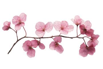 Pink flowers on a branch isolated on transparent background