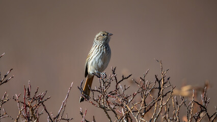 black crowned night heron