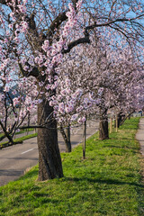 Fototapeta premium Blooming almond trees in the Palatinate next to a street