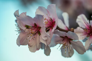Close-up of pink almond blossoms in the Palatinate
