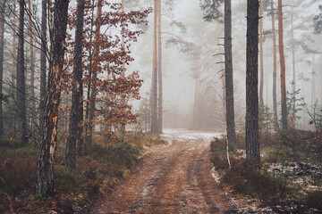 leśna droga,mgła  © Marcin Łazarczyk