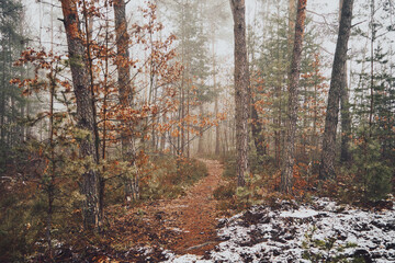 leśna ścieżka,mgła 