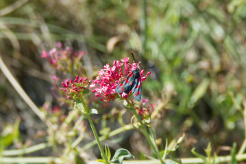 Six-spot Burnet (Zygaena filipendulae) moth sitting on pink flower in Zurich, Switzerland