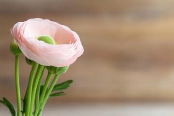 Delicate pink ranunculus flower on soft brown background