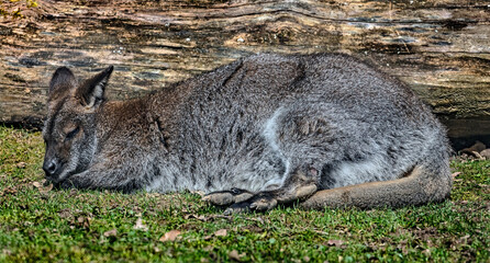 Bennett`s wallaby at the beam. Latin name - Macropus rufogriseus	