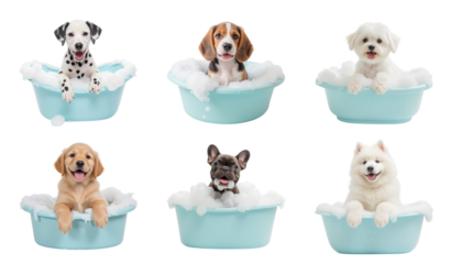 Cute dogs in bathtubs with bubbles, enjoying bath time together
