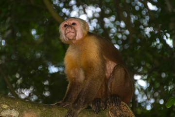 Beautiful capuchin monkey that lives in the Tayrona natural park in the department of Magdalena, Colombia.