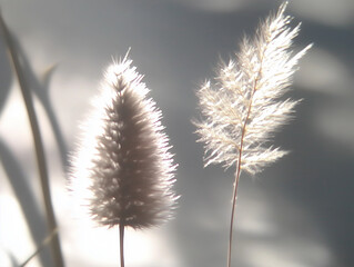 Obraz premium dry grass in the wind