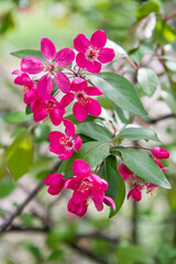 Apple tree while spring blossom
