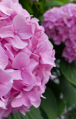 Fototapeta premium delicate pink hydrangea