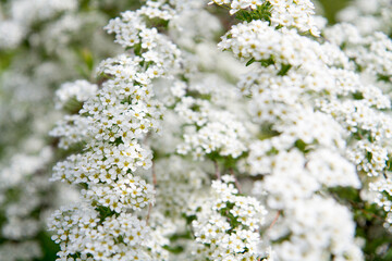blooming plants in a spring time