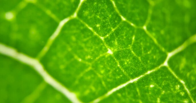 Cell Structure View of Leaf Surface Showing Plant Cells For Education. Leaf in Macro Shot Background. Bright Green Leaves of Plant or Tree With Texture and Pattern Close Up
