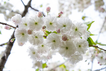 blossom sakura tree in a spring time