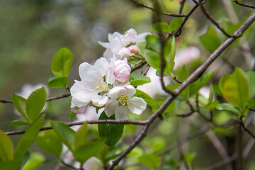 blooming plants in a spring time