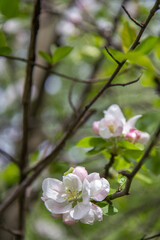 blooming plants in a spring time
