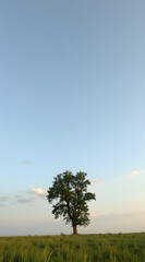 Fototapeta premium A solitary tree stands tall in an open field under a clear blue sky, surrounded by lush green grass, evoking peace and tranquility in nature