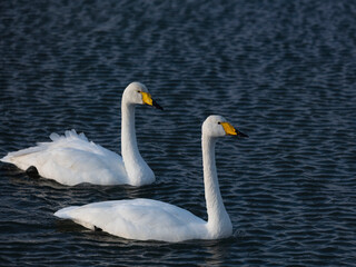 two swans on the lake