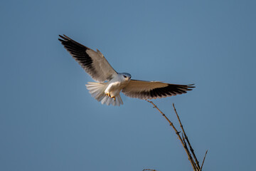great blue heron in flight