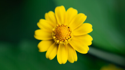 yellow flower in the garden