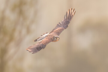 Obraz premium hummingbird feeding on a branch