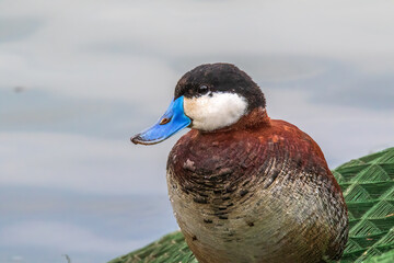 Ruddy Ducks