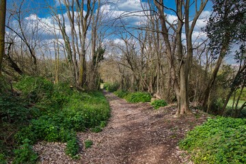 A driveway between hedges and trees in a forest