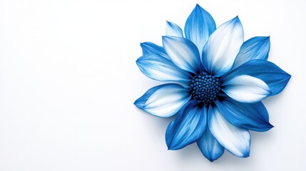 Obraz premium Elegant Blue Flower with Gradient Petals