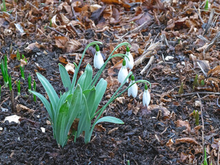 Snowdrop Galanthus Brittans Kite flowering in a garden