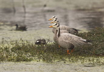 Bar-headed geese at Keoladeo Ghana National Park, Bharatpur, India