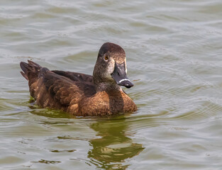 RING-NECKED DUCKS