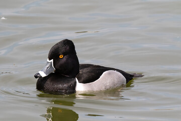 RING-NECKED DUCKS