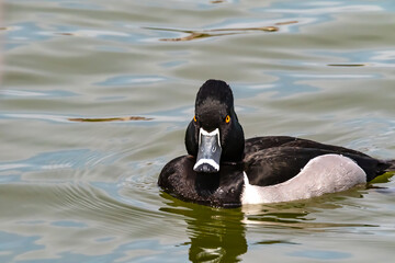 RING-NECKED DUCKS