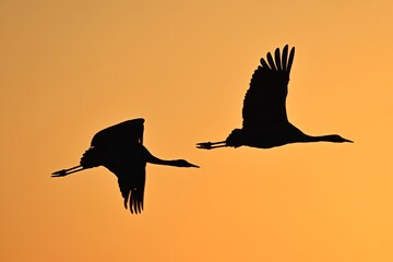 silhouette of a flying crane