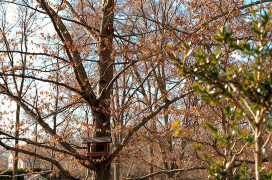 Birdhouse on a tree with orange leaves in Parc Nou, public park in the city of Olot, Girona, Spain