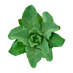 Wild herb with green leaves isolated photo