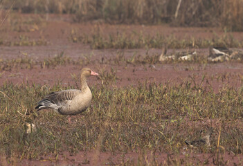 Portrait of a Greylag goose at Keoladeo Ghana National Park, Bharatpur, India