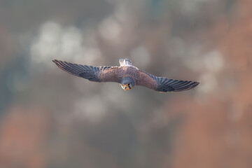 red tailed hawk