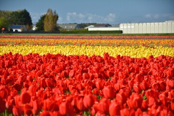 Tulip fields in Netherlands. Spring red and yellow tulip flowers beautiful scenic landscape.