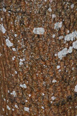 This is multi colored tree bark in nature.