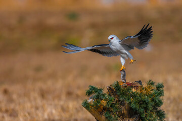 black headed gull in flight