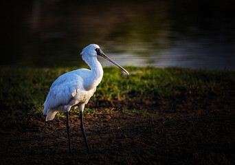 great blue heron ardea cinerea