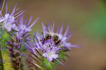 Honey bee collecting nectar from a blooming Phacelia flower. Pollination in action with delicate...