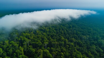 Rare arcus clouds rolling across a dense rainforest, shrouding the canopy in mist,