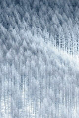 winter forest background