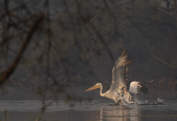 Dalmatian pelican takeoff at Keoladeo Ghana National Park, Bharatpur, India