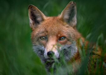A close up of a watching Red Fox