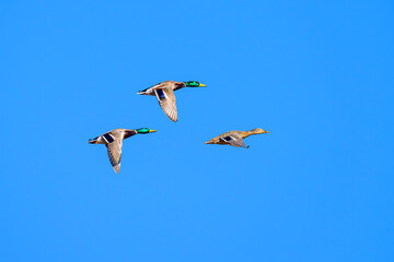 two ducks in flight