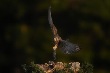 red tailed hawk moth