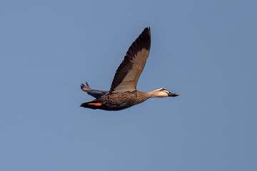seagull flying in the sky