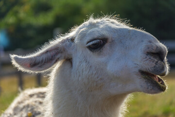 Fototapeta premium Llamas from a farm near Osorno, Chile, South Africa